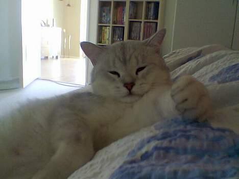 British Shorthair Skrumle - Flyderen over alle! billede 1