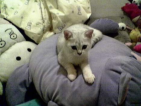 British Shorthair Skrumle - Her er han ca 16 uger gammel! billede 2