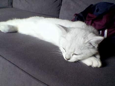 British Shorthair Skrumle - Ja som det ses så elsker han og slappe af billede 3