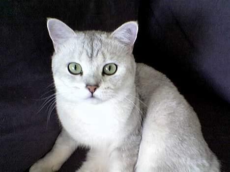 British Shorthair Skrumle billede 4