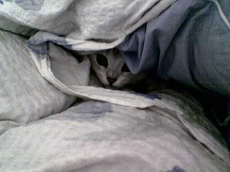 British Shorthair Skrumle - Godt gemt under dynen billede 5