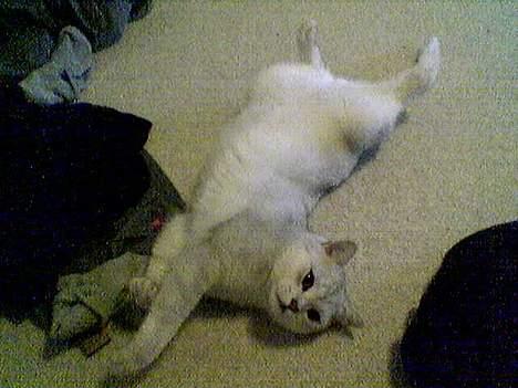 British Shorthair Skrumle billede 6