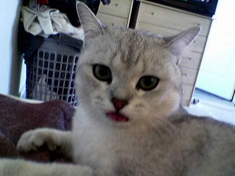 British Shorthair Skrumle billede 7