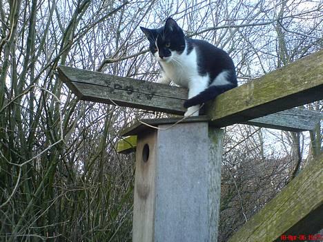 Blanding af racer Mis (død) - Hmm mon der er nogle fugle derinde? billede 1