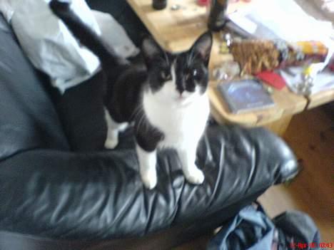 Blanding af racer Mis (død) - Hov hvad vil du? billede 2