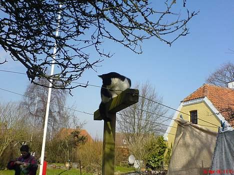 Blanding af racer Mis (død) - I kan ikke fange mig..:-) billede 3