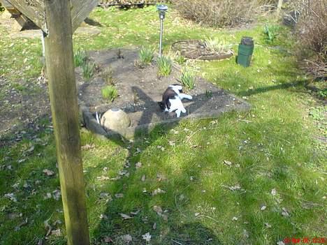 Blanding af racer Mis (død) - Ih hvor dejligt her i mors bed... billede 4