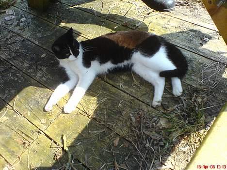 Blanding af racer Mis (død) - Hey jeg lå lige og sov... billede 5