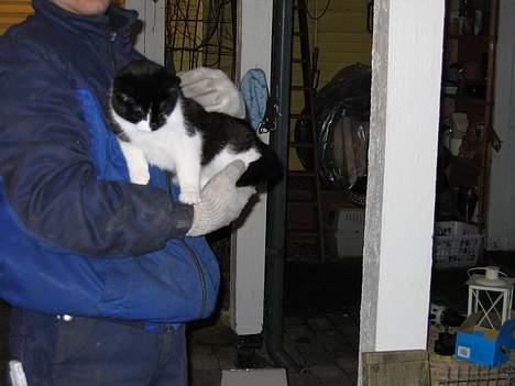 Blanding af racer Mis (død) - Det er dejligt at blive kælet for... billede 6