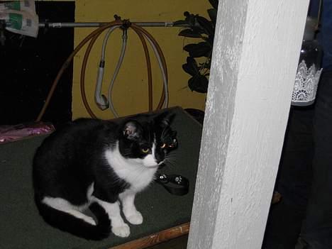 Blanding af racer Mis (død) - Er jeg fin nok? billede 7