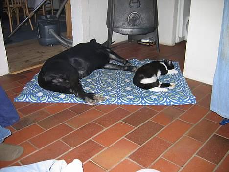 Blanding af racer Mis (død) - Dino og Mis tager sig lige en lur... billede 8