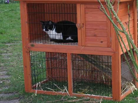 Blanding af racer Mis (død) - Endelig fri for hunden...:-) billede 9