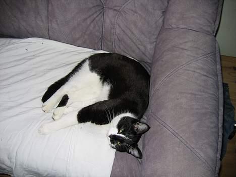 Blanding af racer Mis (død) - Mis i den kære sofa... billede 10
