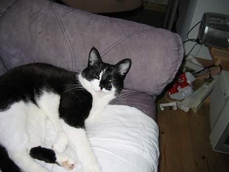 Blanding af racer Mis (død) - Atter i dens kære sofa. billede 11