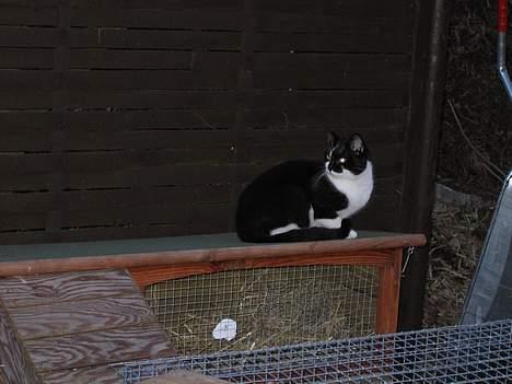 Blanding af racer Mis (død) - Øv hvor blev de kaniner af...? billede 12