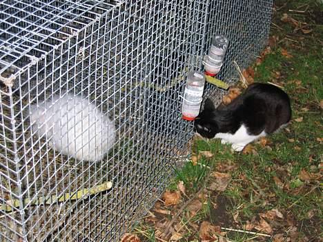 Blanding af racer Mis (død) - Hvorfor kan jeg ikke nå dem? billede 13