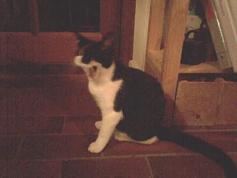 Blanding af racer Mis (død) - Ih hvor er jeg træt... billede 14