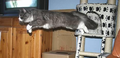 Maine Coon Queen Lazy - superman............. billede 13
