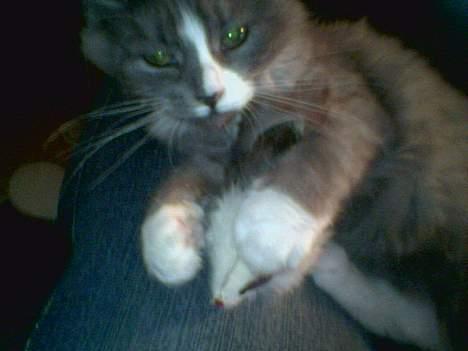 Maine Coon Queen Lazy - min yndlings mus billede 14