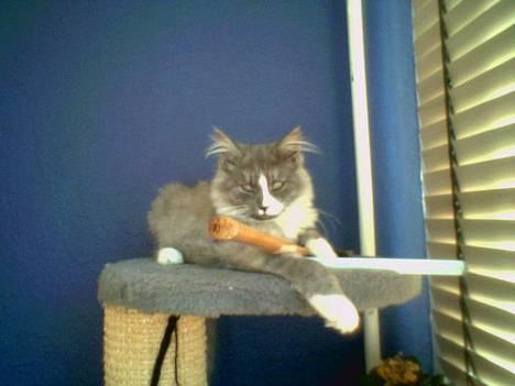 Maine Coon Queen Lazy billede 15