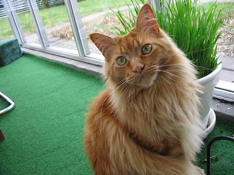 Maine Coon Woodie - her ligger jeg lige hovdet på skrå, så i kan se hvor sød jeg er. billede 1