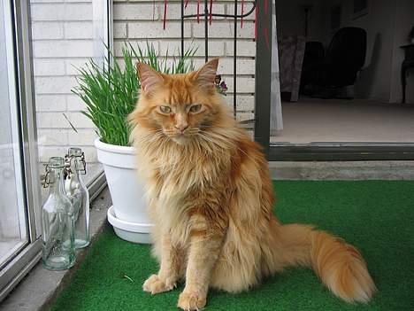 Maine Coon Woodie - detter billede er taget for nylig faktisk den 19-04-06 billede 4