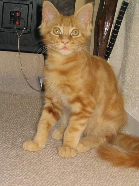 Maine Coon Woodie - her er jeg lige kommet hjem til mine nye ejer billede 5