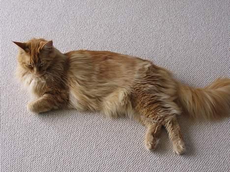 Maine Coon Woodie - dette billede er også taget den 19-04-06 og blev lige træt efter og have været ude i snor billede 6