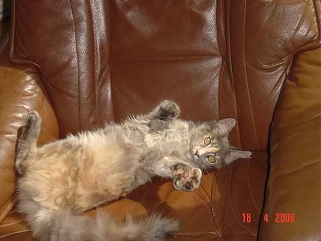 Maine Coon † Pjuske † billede 11