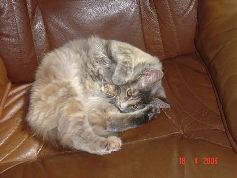 Maine Coon † Pjuske † billede 12