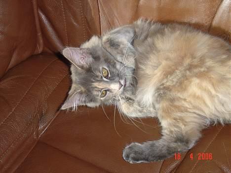 Maine Coon † Pjuske † billede 13