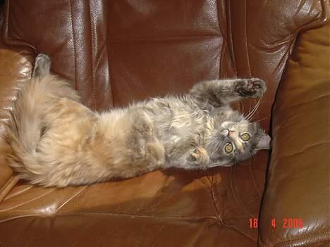 Maine Coon † Pjuske † billede 14