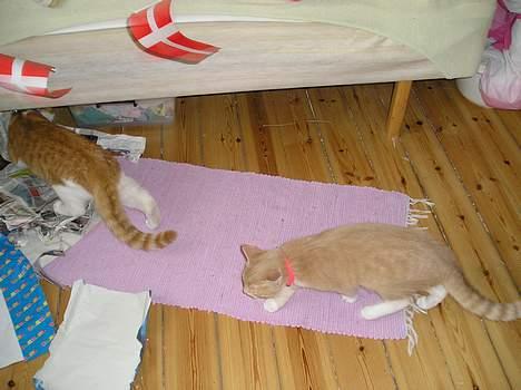 Blanding af racer Giffe (AFLIVET) - Til min fødselsdag skulle Giffe altså bare lege med papiret ;) billede 12