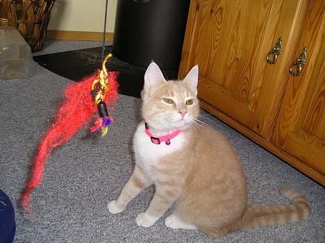 Blanding af racer Giffe (AFLIVET) - Se et legetøj.. men hov hvad var det der ovre ? :) billede 13