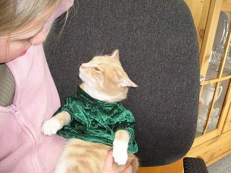 Blanding af racer Giffe (AFLIVET) - Fin lille kat, med grøn kjole og det hele, den kjole er bare lidt for kort ? :O billede 14