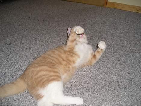 Blanding af racer Giffe (AFLIVET) - ligger rigtig og nyder livet her på gulvet :D billede 15