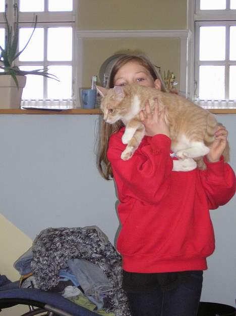 Blanding af racer Giffe (AFLIVET) - bliver holdt oppe af lykke. Uha !! billede 16