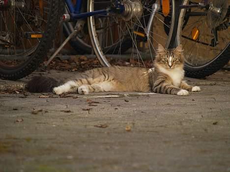 Norsk Skovkat Silke (Dansbjergs Delilah billede 1