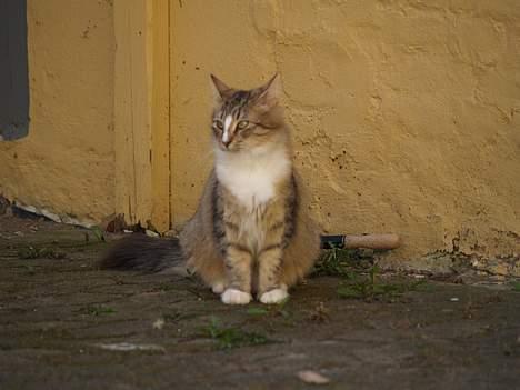 Norsk Skovkat Silke (Dansbjergs Delilah billede 2