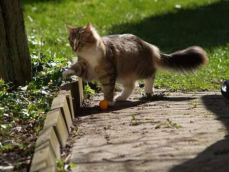 Norsk Skovkat Silke (Dansbjergs Delilah billede 3