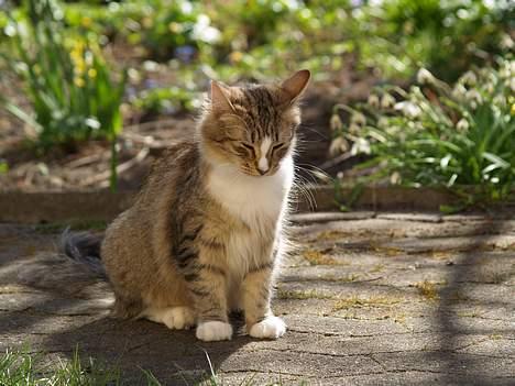 Norsk Skovkat Silke (Dansbjergs Delilah billede 4