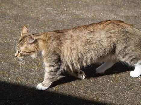 Norsk Skovkat Silke (Dansbjergs Delilah billede 5