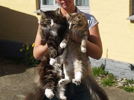 Norsk Skovkat Silke (Dansbjergs Delilah billede 6