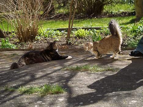 Norsk Skovkat Silke (Dansbjergs Delilah billede 7