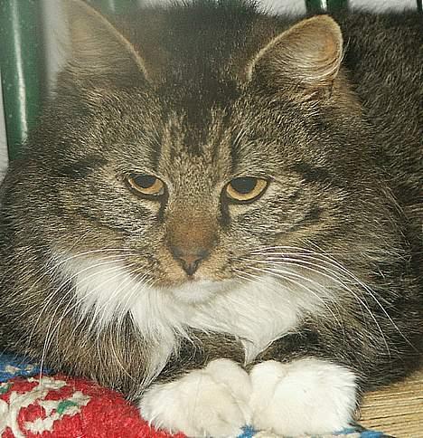 Blanding af racer Skovkat Misse Pigen - Min fine Missepige *s* billede 1