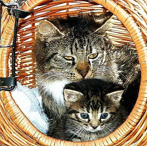 Blanding af racer Skovkat Misse Pigen billede 2