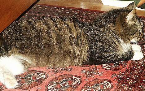 Blanding af racer Skovkat Misse Pigen - Fed og Gravid *s* billede 3