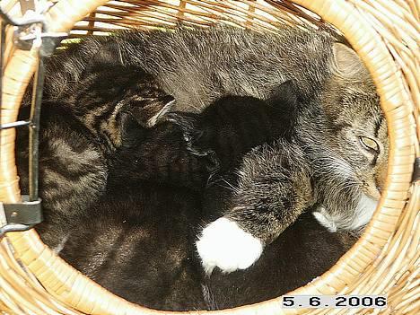 Blanding af racer Skovkat Misse Pigen - Spisetid billede 4