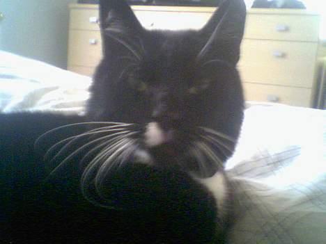 Blanding af racer død billede 1