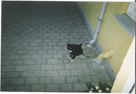 Blanding af racer død - jeg har fanget en mus hihi billede 2